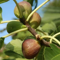 Willemse France Fruitiers Et Agrumes | - Figuier brown turkey - le pot / ø 9cm / hauteur livrée 20-25cm