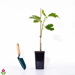 Willemse France Fruitiers Et Agrumes | - Figuier brown turkey - le pot / ø 9cm / hauteur livrée 20-25cm