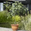 Willemse France - Figuier sur tige - le pot / 3l / tige 70cm / hauteur livrée 90-120cm Outlet