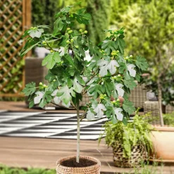 Willemse France - Figuier sur tige - le pot / 3l / tige 70cm / hauteur livrée 90-120cm Outlet