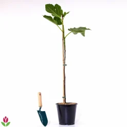 Willemse France - Figuier sur tige - le pot / 3l / tige 70cm / hauteur livrée 90-120cm Outlet
