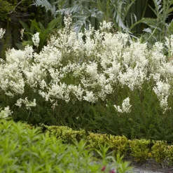 Willemse France Plantes Vivaces | - Filipendule commune - le pot / ø 9cm, vendu par lot de 2