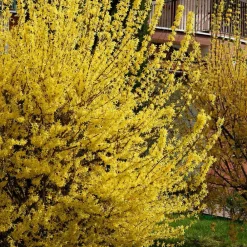 Willemse France - Forsythia spectabilis - le pot / 1.5l / 3-5 branches / hauteur livrée 30-40cm, vendu par lot de 2 Best