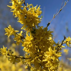 Willemse France - Forsythia spectabilis - le pot / 1.5l / 3-5 branches / hauteur livrée 30-40cm, vendu par lot de 2 Best
