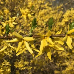 Willemse France - Forsythia spectabilis - le pot / 1.5l / 3-5 branches / hauteur livrée 30-40cm, vendu par lot de 2 Best