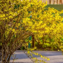 Willemse France - Forsythia spectabilis - le pot / 1.5l / 3-5 branches / hauteur livrée 30-40cm, vendu par lot de 2 Best
