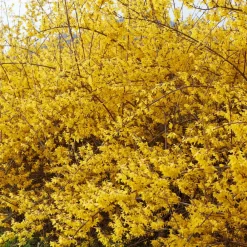 Willemse France - Forsythia spectabilis - le pot / 1.5l / 3-5 branches / hauteur livrée 30-40cm, vendu par lot de 2 Best