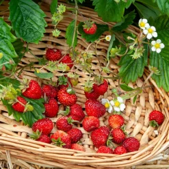 Willemse France Petits Fruits | - Fraisier des bois alexandria - le pot / ø 9cm