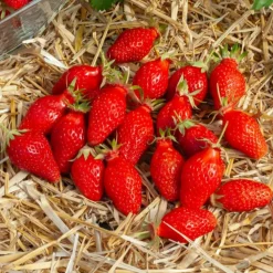Willemse France - Fraisier gariguette - le paquet de 20 racines nues Online