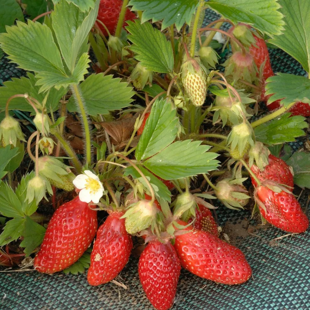 Willemse France - Fraisier gariguette - le paquet de 20 racines nues Online