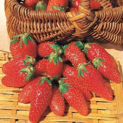 Willemse France - Fraisier gariguette - le paquet de 20 racines nues Online