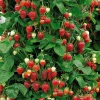Willemse France Fruitiers Et Agrumes | - Fraisier grimpant et remontants mount everest - les 6 pots / 7cm