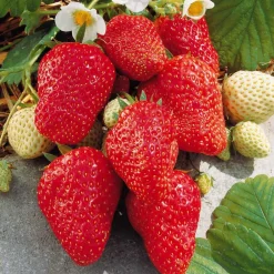 Willemse France Fruitiers Et Agrumes | - Fraisier grimpant et remontants mount everest - les 6 pots / 7cm
