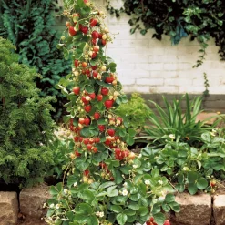 Willemse France Fruitiers Et Agrumes | - Fraisier grimpant et remontants mount everest - les 6 pots / 7cm