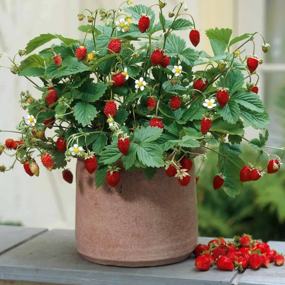 Willemse France - Fraisier remontant reine des vallées - les 6 pots / 7cm Clearance