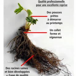 Willemse France Fruitiers Et Agrumes | - Fraisier remontant reine des vallées - le paquet de 5 racines nues