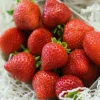 Willemse France - Fraisier remontant charlotte - le paquet de 6 en pots de 7 cm
