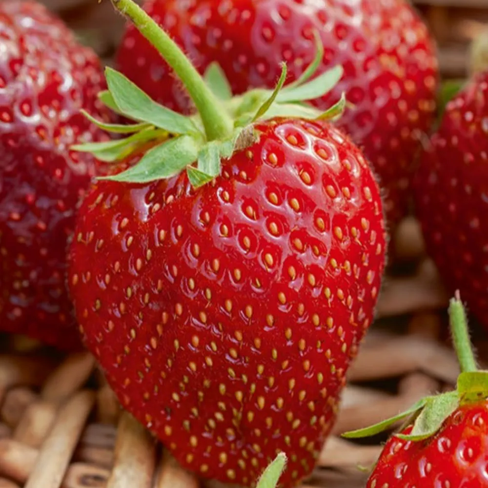 Willemse France Petits Fruits | - Fraisier remontant cirafine - le paquet de 20 plants en racines nues
