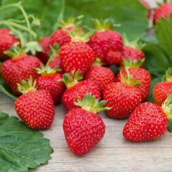 Willemse France Petits Fruits | - Fraisier rubis des jardins - le paquet de 20 plants en racines nues