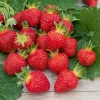 Willemse France - Fraisier rubis des jardins - le paquet de 5 en racines nues Best