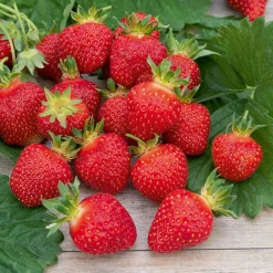 Willemse France - Fraisier rubis des jardins - le paquet de 5 en racines nues Best