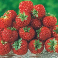Willemse France Petits Fruits | - 2 fraisiers framberry ® - les 2 pots / 7cm / hauteur livrée environ 9cm