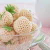 Willemse France Fruitiers Et Agrumes | - 2 fraisiers pineberry white dream ® - les 2 pots / 7cm / hauteur livrée environ 9cm