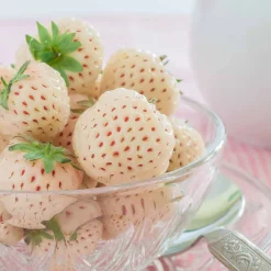 Willemse France Fruitiers Et Agrumes | - 2 fraisiers pineberry white dream ® - les 2 pots / 7cm / hauteur livrée environ 9cm