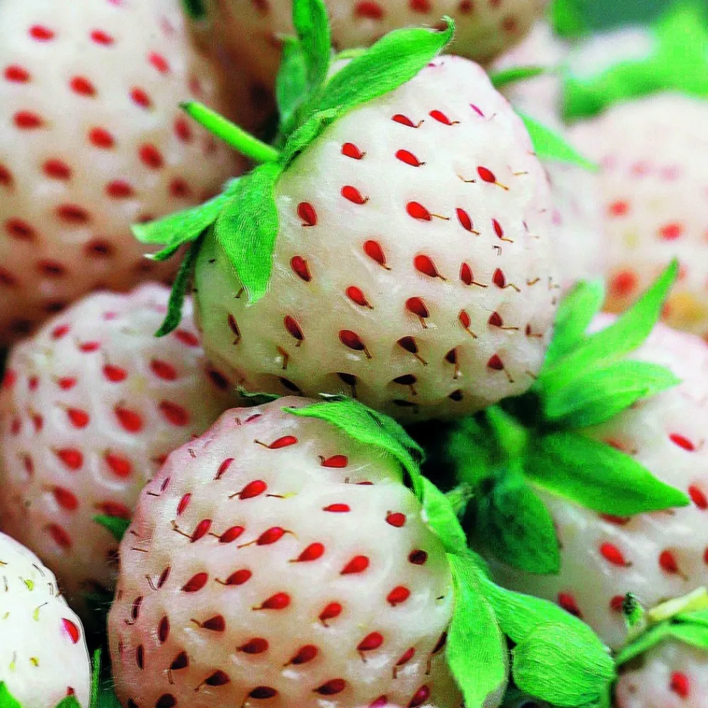 Willemse France Fruitiers Et Agrumes | - 2 fraisiers pineberry white dream ® - les 2 pots / 7cm / hauteur livrée environ 9cm