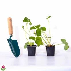 Willemse France Fruitiers Et Agrumes | - 2 fraisiers pineberry white dream ® - les 2 pots / 7cm / hauteur livrée environ 9cm