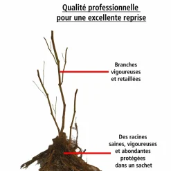Willemse France Petits Fruits | - 2 framboisiers remontants versailles - le paquet de 2 racines nues, vendu par lot de 2
