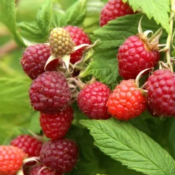 Willemse France Petits Fruits | - Framboisier nain little sweet sister - le pot / 2l / hauteur livrée 40-50cm