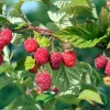Willemse France - Framboisier remontant heritage - le paquet de 2 racines nues / 1 branche Online