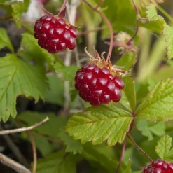 Willemse France - Framboisier arctique - le pot / ø 9cm Sale