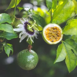 Willemse France - Fruit de la passion frederick - le pot / ø 9cm / hauteur livrée 20-40cm, vendu par lot de 4