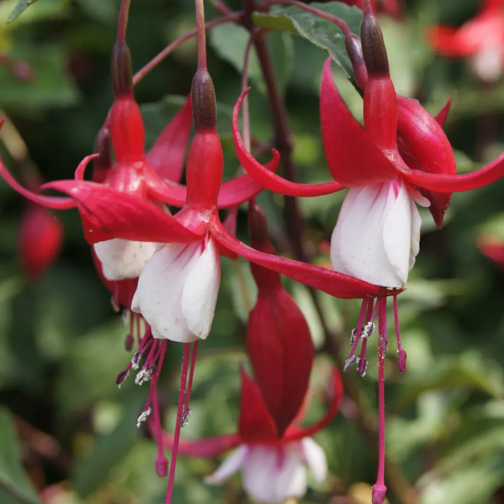 Willemse France - Fuchsia mme cornelissen - le pot / ø 9cm Outlet