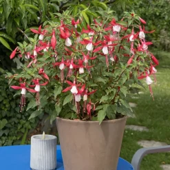 Willemse France - Fuchsia mme cornelissen - le pot / ø 9cm Outlet