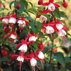 Willemse France - Fuchsia mme cornelissen - le pot / ø 9cm Outlet