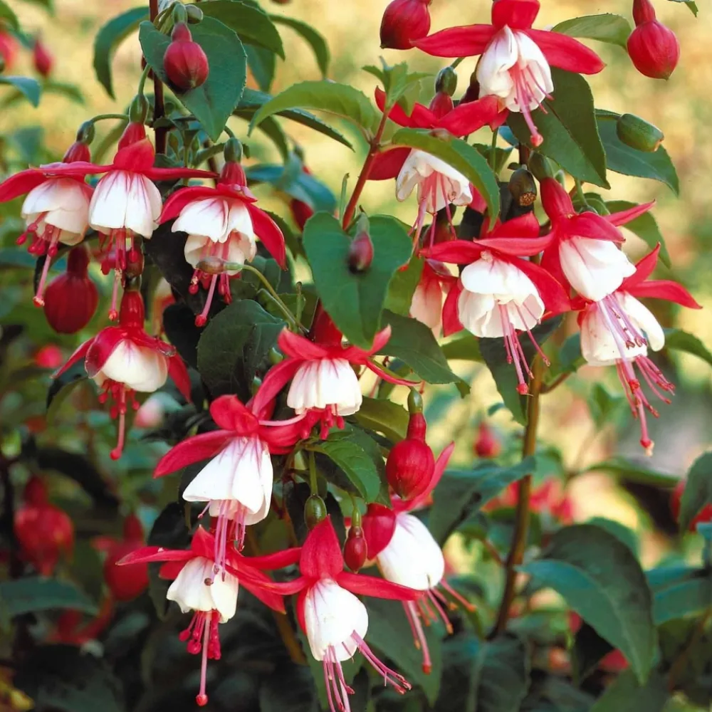 Willemse France - Fuchsia mme cornelissen - le pot / ø 9cm Outlet