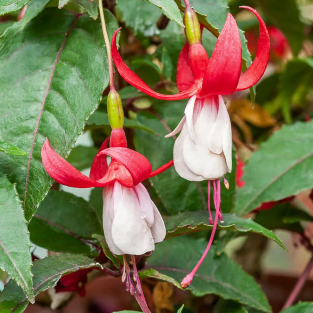 Willemse France - Fuchsia mme cornelissen - le pot / ø 9cm Outlet