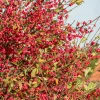Willemse France Arbres Et Arbustes | - Fusain d'europe - le pot / 2l / hauteur livrée 30-40cm, vendu par lot de 2