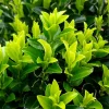 Willemse France - Fusain du japon 'green spire' - le pot / ø 9cm, vendu par lot de 4 Hot