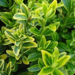 Willemse France Arbres Et Arbustes | - Fusain du japon aureovariegatus - le pot / ø 9cm, vendu par lot de 2