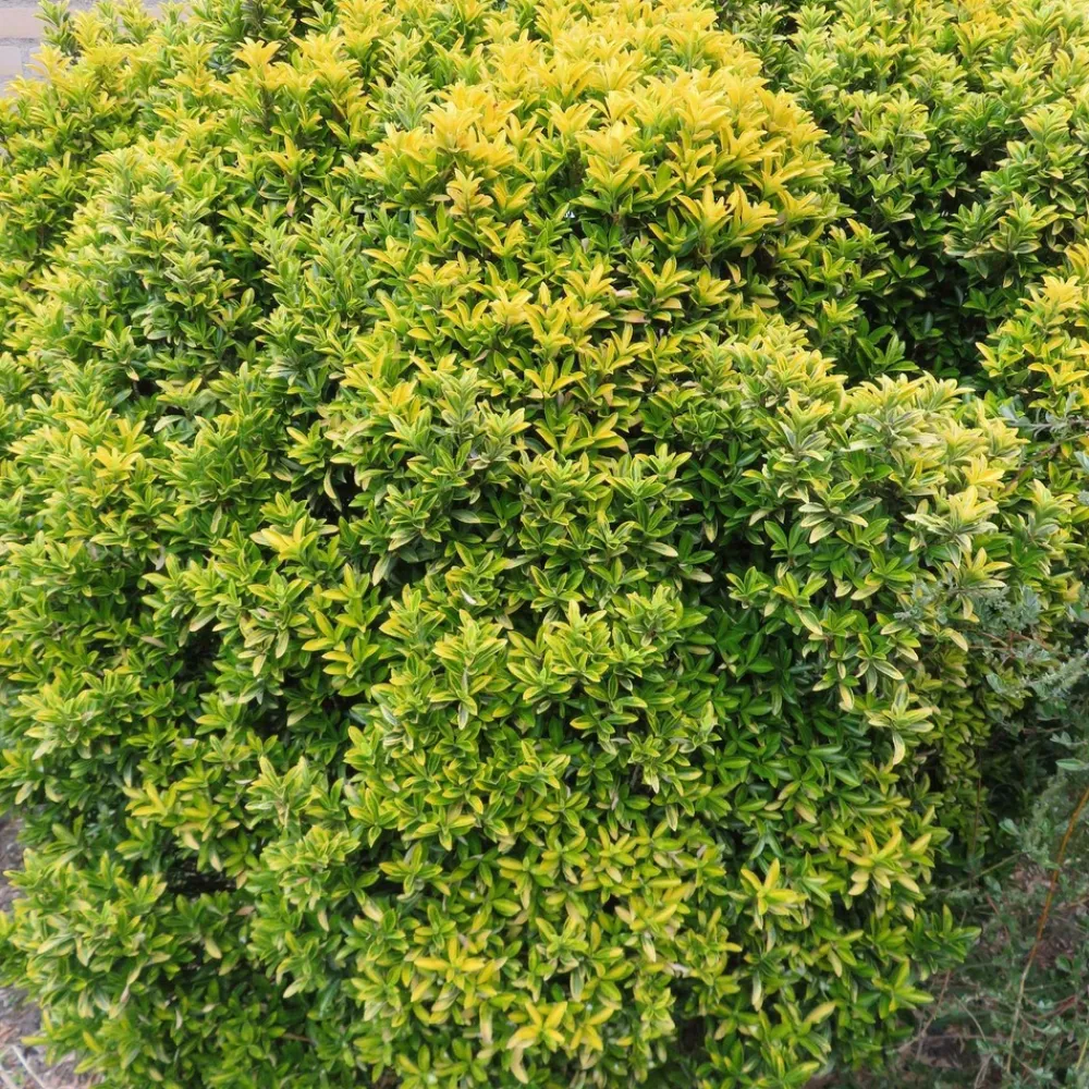 Willemse France Arbres Et Arbustes | - Fusain du japon aureovariegatus - le pot / ø 9cm, vendu par lot de 2