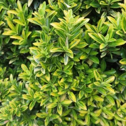 Willemse France Arbres Et Arbustes | - Fusain du japon aureovariegatus - le pot / ø 9cm, vendu par lot de 2