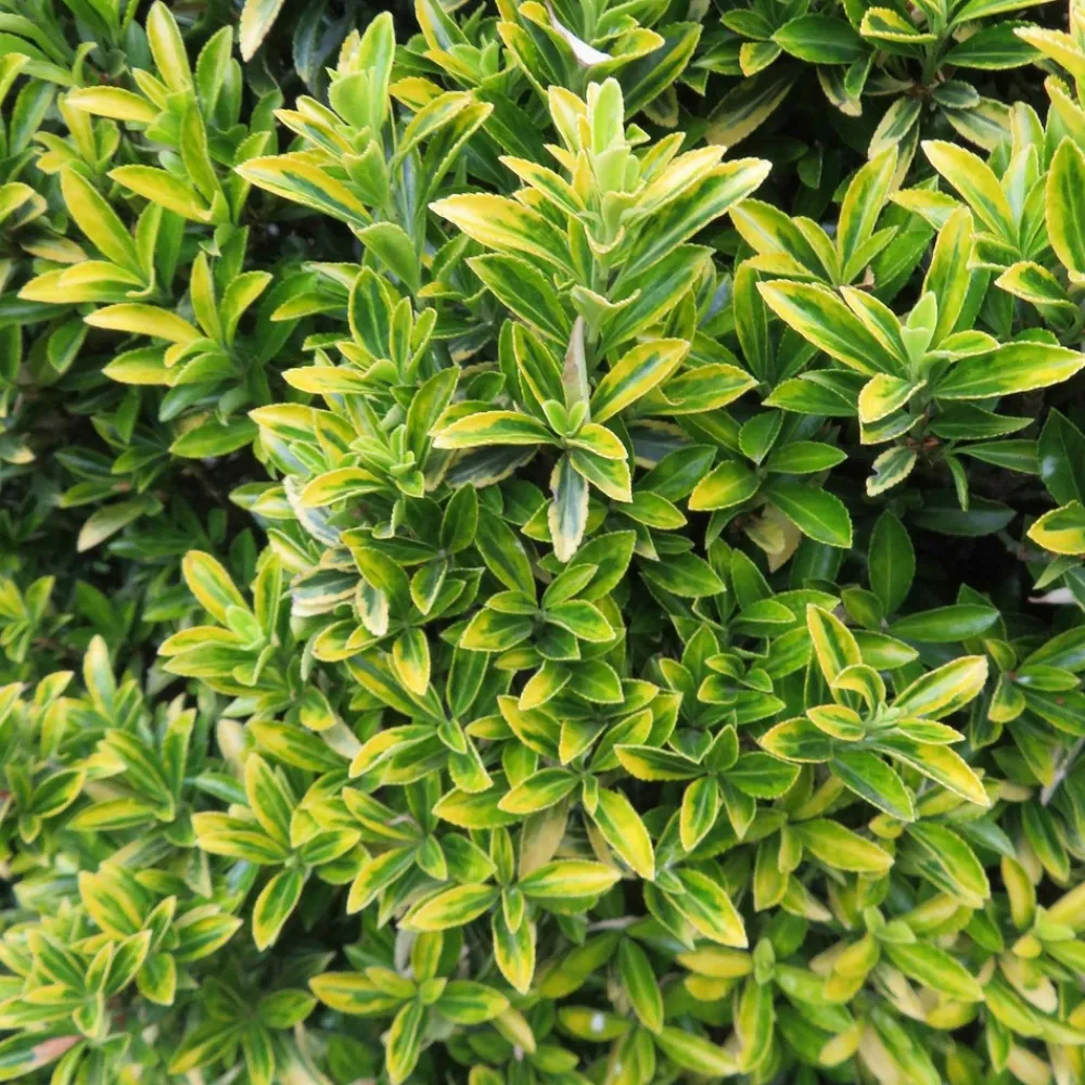 Willemse France Arbres Et Arbustes | - Fusain du japon aureovariegatus - le pot / ø 9cm, vendu par lot de 2