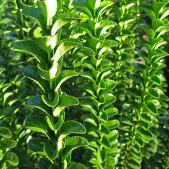Willemse France Arbres Et Arbustes | - Fusain du japon 'green spire' - le pot / ø 9cm, vendu par lot de 2