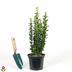 Willemse France Arbres Et Arbustes | - Fusain du japon 'green spire' - le pot / ø 9cm, vendu par lot de 2