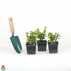 Willemse France Arbres Et Arbustes | - Fusain du japon 'green spire' - le pot / ø 9cm, vendu par lot de 2