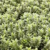 Willemse France Arbres Et Arbustes | - Fusain du japon microphyllus albovariegatus - le pot / ø 9cm, vendu par lot de 2
